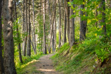 Yazın sonlarında Andorra 'da Pireneler' de orman patikaları..