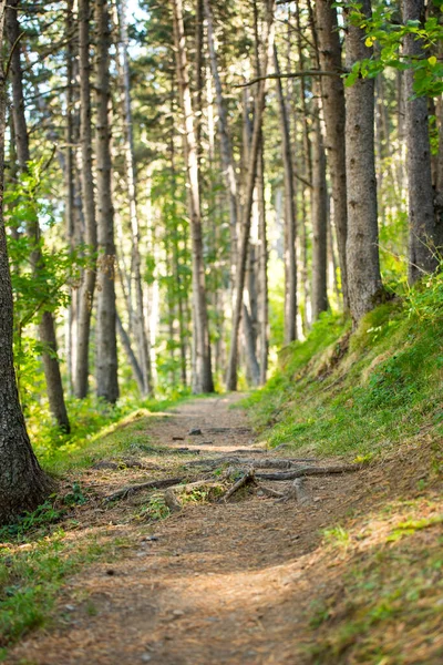 Stock image Forest trail zone in Andorra in late summer in the Pyrenees.