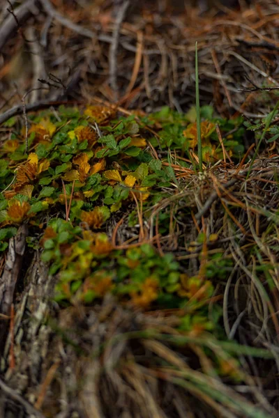 Paisagem Outono Montanha Com Floresta Colorida Andorra — Fotografia de Stock