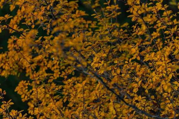 Paysage Automne Montagne Avec Forêt Colorée Andorre — Photo