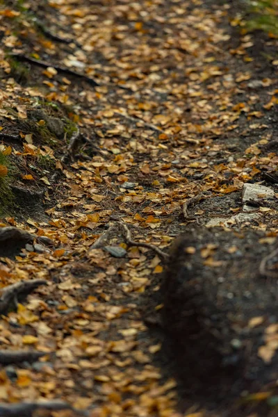 Die Gebirgige Herbstlandschaft Mit Bunten Wäldern Andorra — Stockfoto