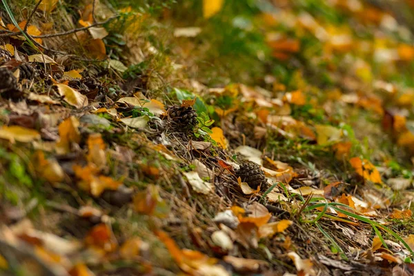 Paysage Automne Montagne Avec Forêt Colorée Andorre — Photo