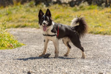 Andorra 'daki dağda şirin siyah beyaz bir Collie köpeği..
