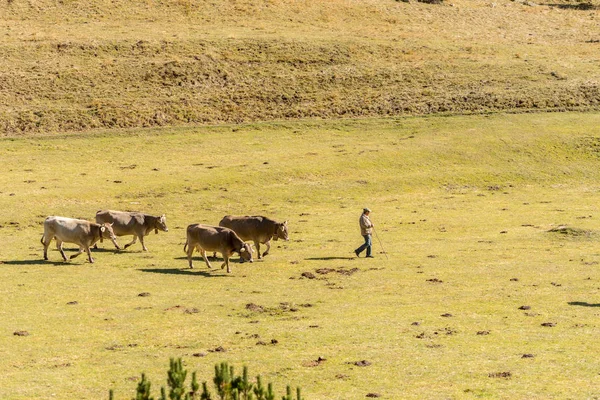 Incles Canillo Andorra Октября 2019 Man White Heard Cow Incles — стоковое фото