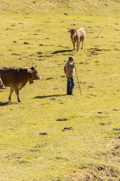Incles Canillo Andorra Октября 2019 Man White Heard Cow Incles — стоковое фото