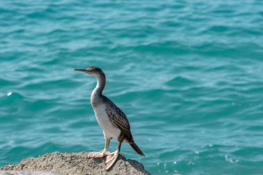 2020 yazında Sitges 'de kumsaldaki kuş..