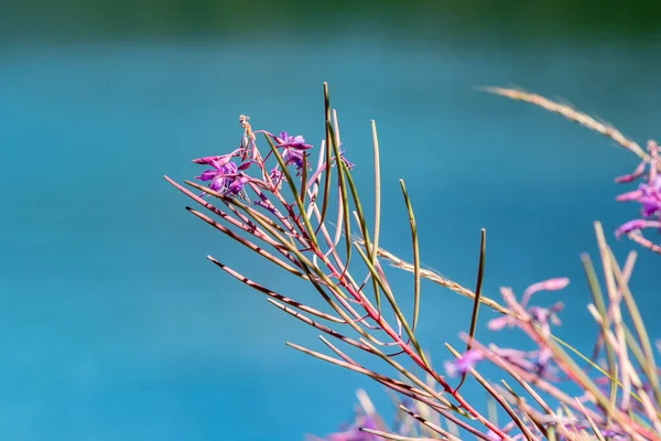 Fleurs Dans Lac Engoasters Andorre — Photo