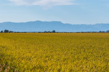 Ebro Delta 'daki bir çeltik tarlasının panoramik görüntüsü, Katalonya, İspanya' da, olgunlaşmış pirinçle birlikte, hasat edilmeden önce