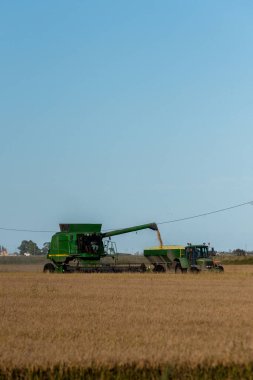 Delta del Ebro, İspanya: 28 Eylül: Pirinç hasadı, kamyon yükleme Delta del Ebro, Tarragona, İspanya 2020 yazı