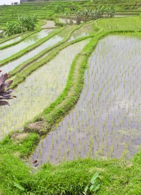 Bali Endonezya Pirinç Teras
