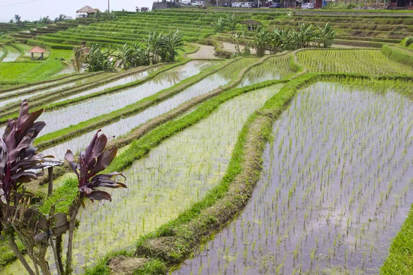 Rice Terrace Bali Indonesien — Stockfoto