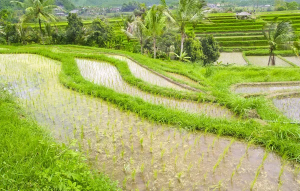 Terraza Arroz Bali Indonesia —  Fotos de Stock