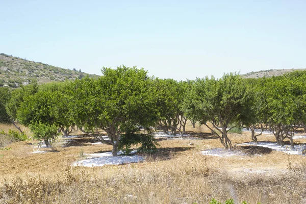 Gumwood Nell Isola Chios Grecia — Foto Stock