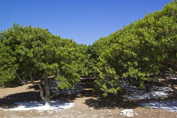 Gumwood Nell Isola Chios Grecia — Foto Stock