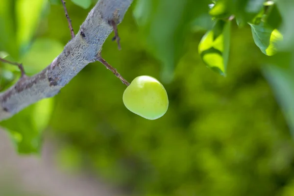 แอปร คอทบนต นไม ในสวน — ภาพถ่ายสต็อก