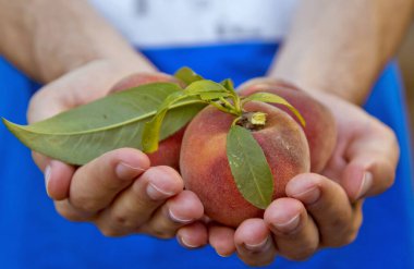 Elinde yapraklar olan şeftaliler