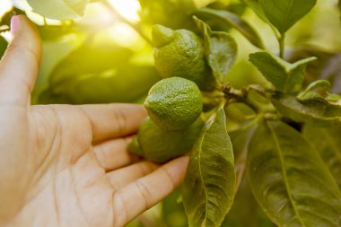 yeşil limon ve yapraklar bahçedeki ağaçta