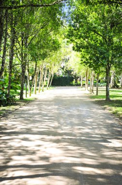 Caminho na floresta / orman yolu