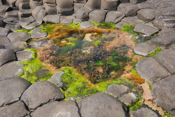Water with green and brown algae between angular rocks on the coast of Causeway in Ireland