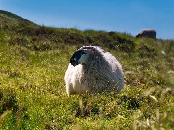 Koyun yeşil ve uzun boylu ot İrlanda dağlarında ortasında kalın kürklü