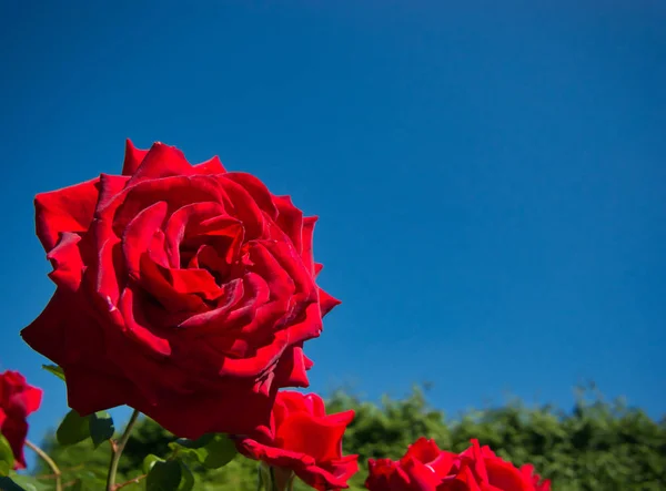 Rosa Roja Con Aterciopelada Suave Flor Contra Cielo Azul Sin — Foto de Stock