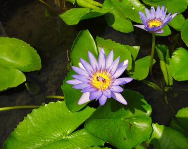 Güneşli bir günde bir havuzda açık bir çiçeği mor su zambağı