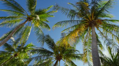 Üzerinden aşağıda Hindistan cevizleri bulutsuz mavi gökyüzü ile palmiye ağaçlarında görüntülemek