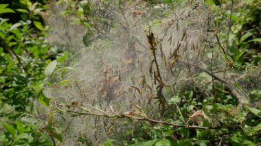 Çalılar ve ağaçlar tırtıllar tarafından saldırıya ve kel yemiş, bitkiler müdahalesi olmadan hayatta yoktur