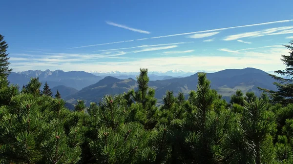 View Southern Germany Austrian Alps Pine Trees Foreground — Stock Photo, Image