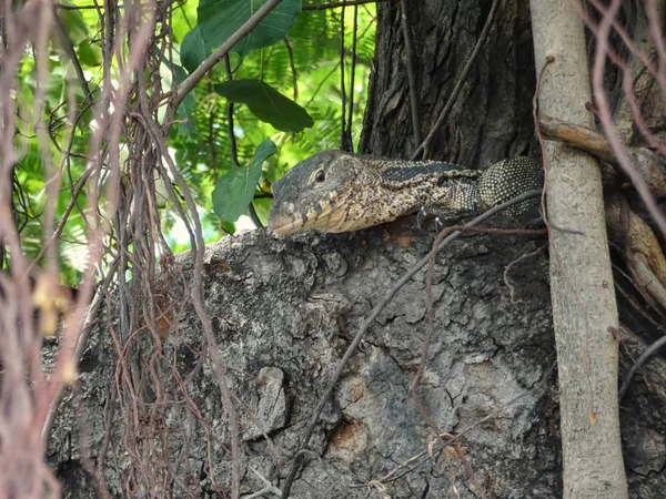 Little Asian Lizard Sitting Tree Middle Bangkok Watching People — Stock Photo, Image