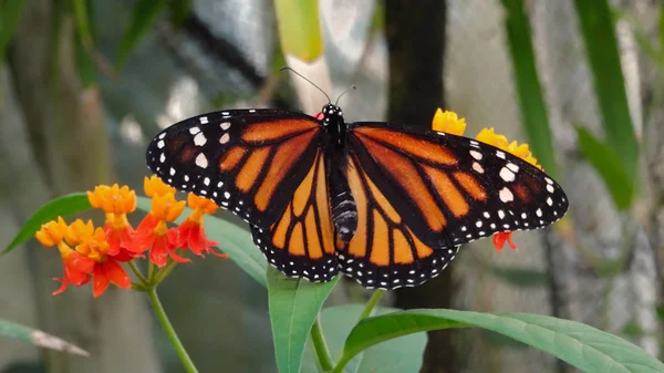 背景をぼかし黄色赤い花の上のオレンジ色のモナーク蝶 — ストック写真