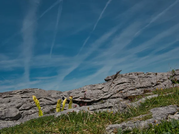 Blue striped sky with rocks and different plants in the foreground