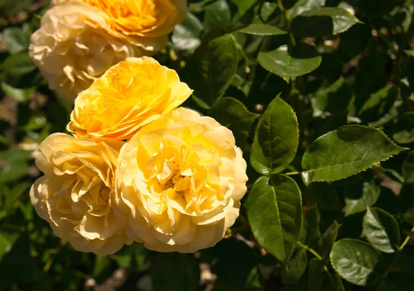 Diverse Rose Giallastre Fiore Con Foglie Verdi Fondo Parzialmente Sfocato — Foto Stock