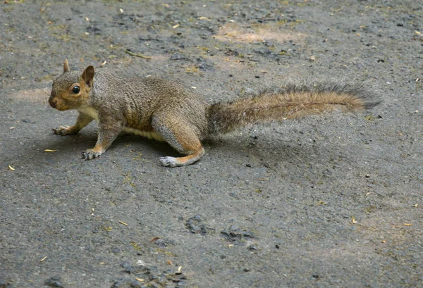 Curiosa Ardilla Una Pasarela Irlanda Observa Atentamente Como Está Siendo — Foto de Stock