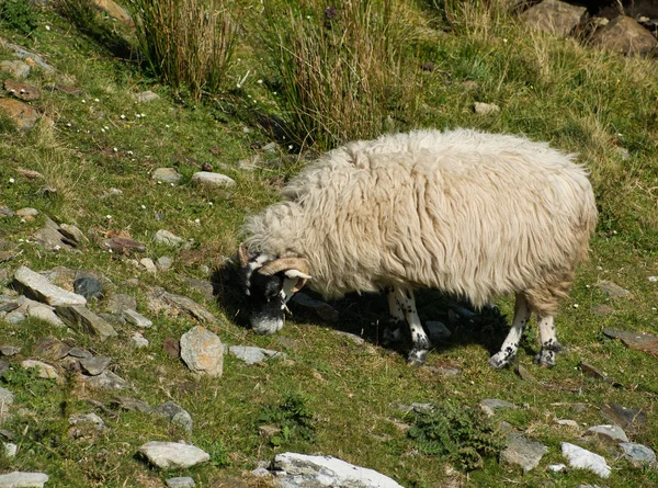 White Sheep Thick Fur Black Head Mountains While Eating Photographed — Stock Photo, Image