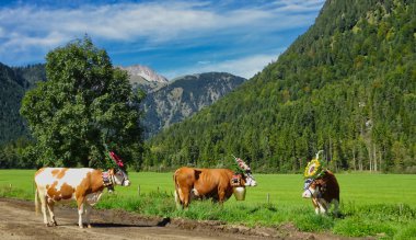 Büyük çan ve arka planda dağlar ile vadideki başlarına çiçek dekorasyon ile kahverengi inekler