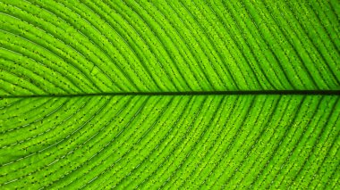 Koyu yeşil ile büyük parlak yeşil yaprak bir close-up hatları veya damarlar, tüm damarları hemen hemen eşit düzenlenir