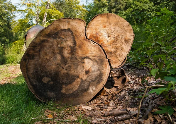 View from a felled tree with two tree trunks photographed at a glade in the forest