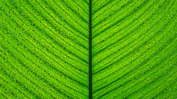 Close Large Bright Green Leaf Dark Green Lines Veins All — Stock Photo, Image