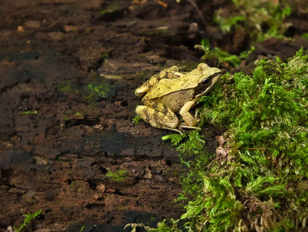 Moor Frog Sits Tree Trunk Watches Fly Sitting Moss Unaware — Stock Photo, Image