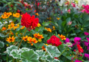 Sardunya ve arka planda bir kırmızı renkli çiçeklerle çeşitli: bokeh
