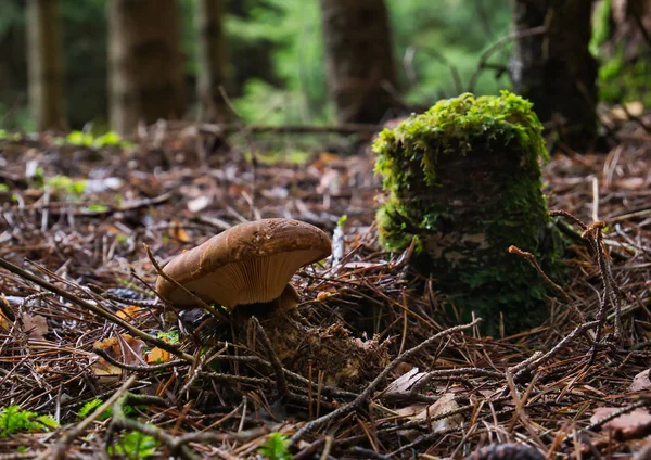 Ein Brauner Pilz Steht Wald Neben Einem Alten Bemoosten Baumstumpf — Stockfoto