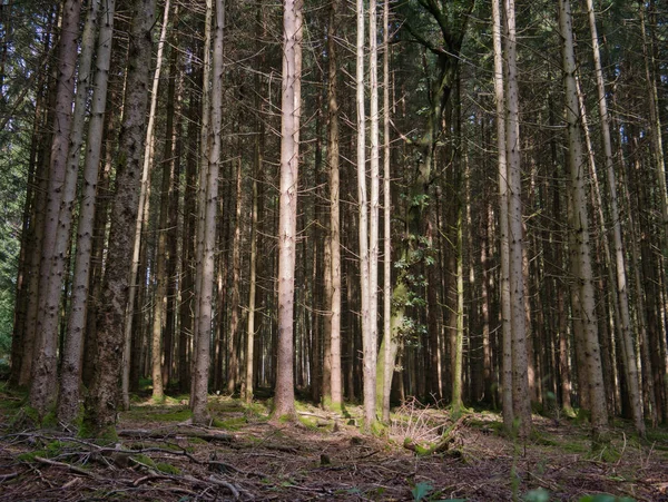 Forest clearing in a spruce forest with forest soil and beautiful sunlight