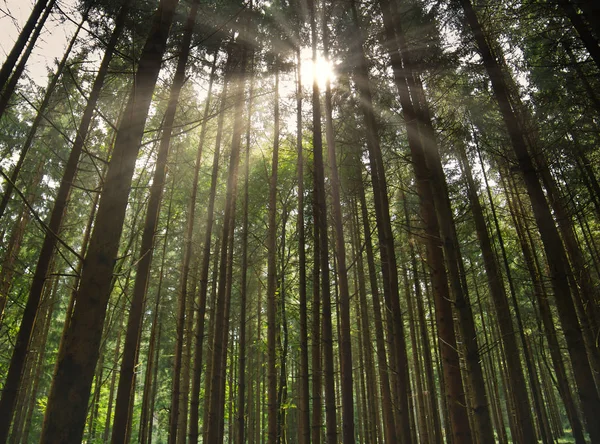 Yüksek çam ağaçları ve arkadan aydınlatmalı güneş ile yoğun bir orman