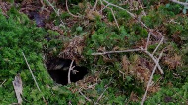 Ormanın içinde bir delik içinde ve dışında çok sayıda arı sinek