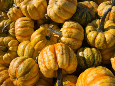 Sarı turuncu yeşil renkte kırmızı biber şeklinde birkaç pumpkins fotoğraf