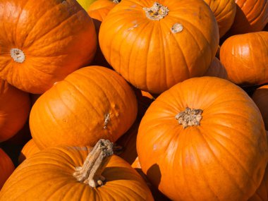 Birkaç Hokkaido kabaklar hangi bir stil ile turuncu renkli fotoğrafı