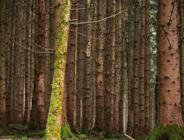 Farbenspiel Von Einem Waldfoto Mit Bunten Bäumen Vordergrund Ein Baum — Stockfoto