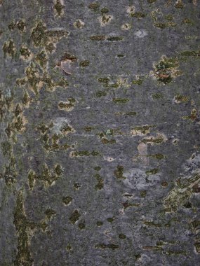 Arka planda bir rowanberry ağaç kabuğu Muister Close-up