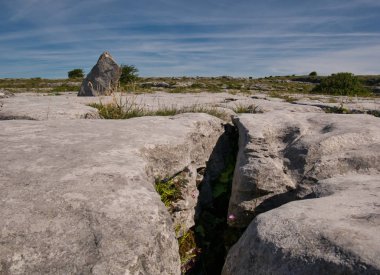 Kayalık bir manzarada bitkiler bir çatlak dışarı büyümek.